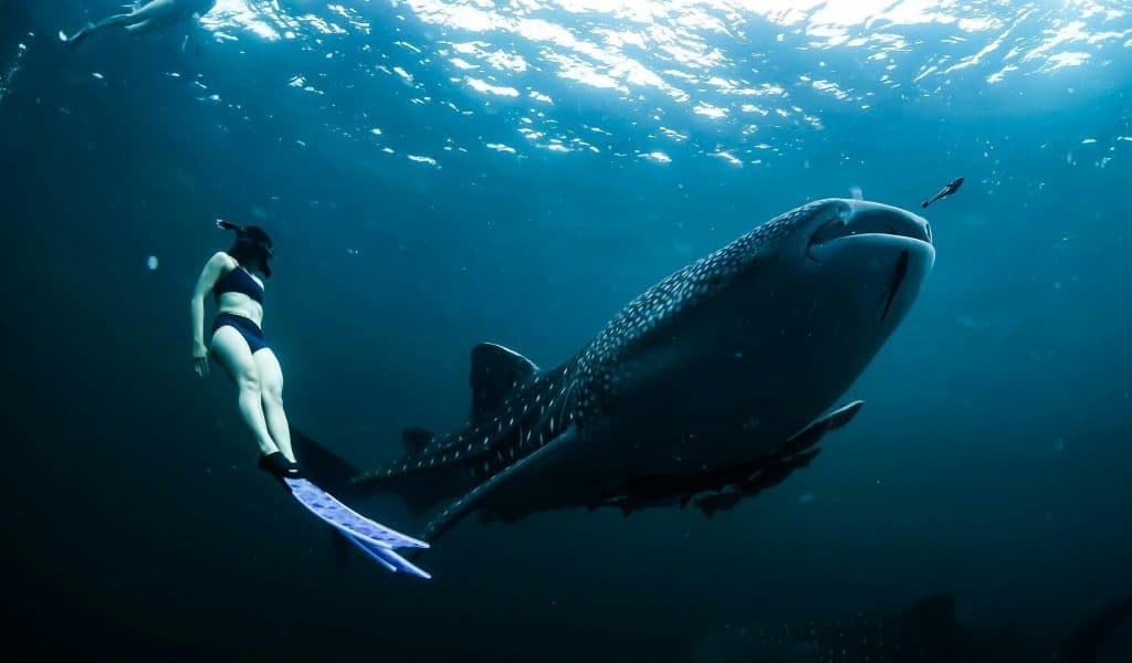 tiburon_ballena